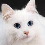 whitecat-150x150-4053698
