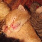 800px-sleeping_baby_cat-150x150-8063672
